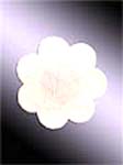China wholesale suppliers distributing flower nipple cover.